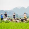 1-Day Cultural Tour Hoa Lu Ancient Capital, Trang An Boat Ride & Cycling