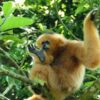 2-Day Tour from Hanoi Hoa Lu or Bai Dinh – Trang An – Mua Cave – Cuc Phuong National Park