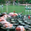 2-Day Tour from Hanoi Hoa Lu or Bai Dinh – Trang An – Mua Cave – Cuc Phuong National Park