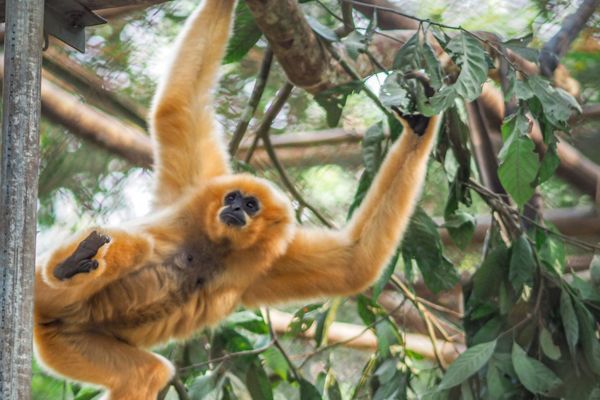 Cuc Phuong National Park