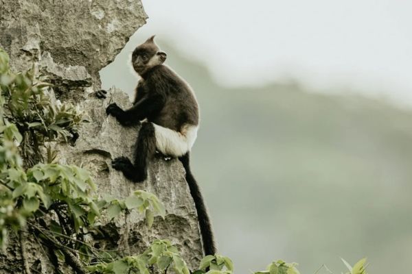 Cuc Phuong National Park