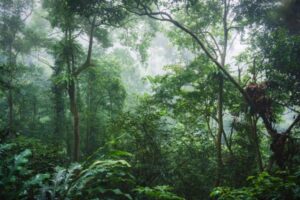 Cuc Phuong National Park