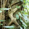Private Cuc Phuong National Park Trekking Tour – Day Trip from Hanoi
