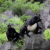 Van Long Nature Reserve & Cuc Phuong National Park – Private Day Trip