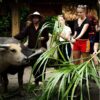 Buffalo Cave Rural Experience – Buffalo Bathing, Rice Farming and Traditional Cooking in Vietnam