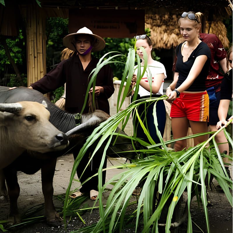 Buffalo Cave Rural Experience Buffalo Bathing, Rice Farming and Traditional Cooking in Vietnam (10) Buffalo Cave Rural Experience – Buffalo Bathing, Rice Farming and Traditional Cooking in Vietnam