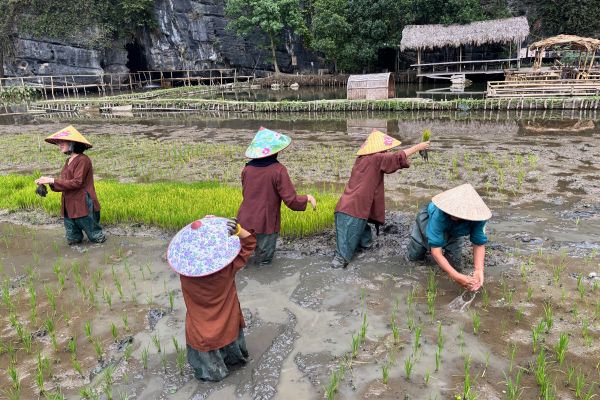 Buffalo Cave Rural Experience – Buffalo Bathing, Rice Farming and Traditional Cooking in Vietnam