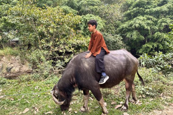 Buffalo Cave Rural Experience – Buffalo Bathing, Rice Farming and Traditional Cooking in Vietnam