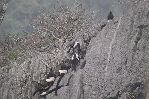 Delacour's Langur