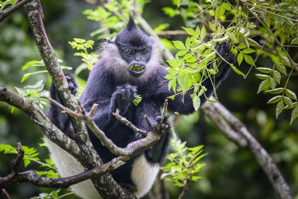 Delacour's Langur