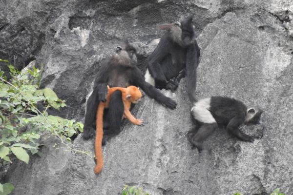 Delacour's Langur
