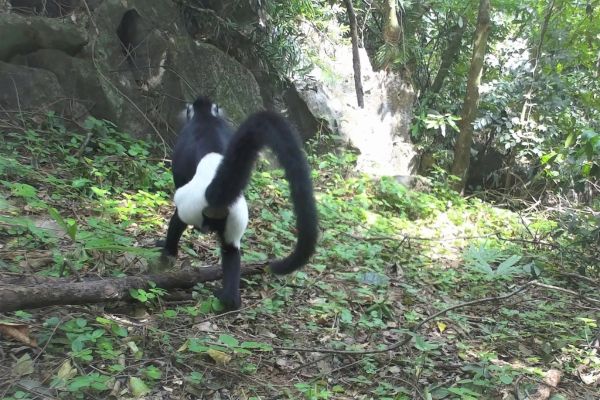 Delacour's Langur