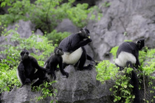 Delacour's Langur