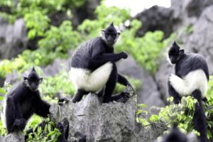 Delacour's Langur