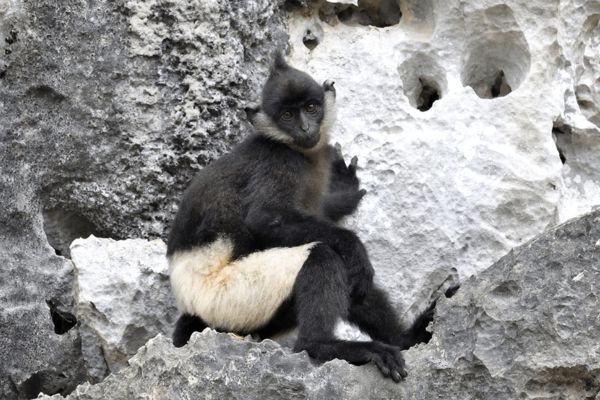 Delacour's Langur