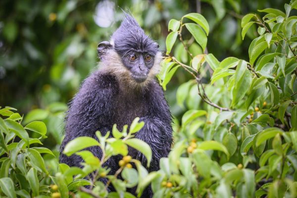 Delacour's Langur